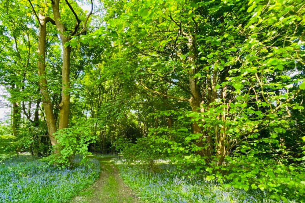 Enchanting Forest & Pastures